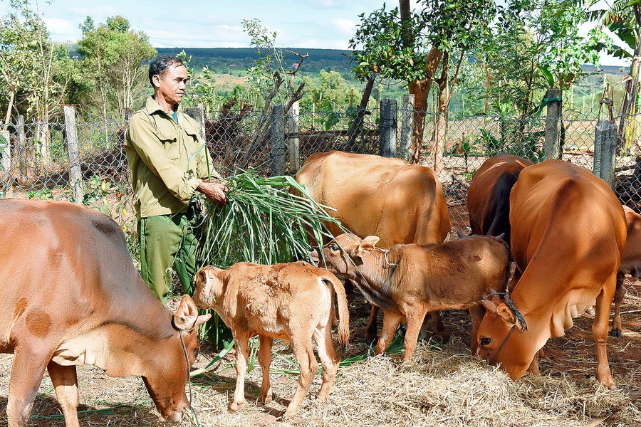2.Ông Kpă Biêk chăm sóc đàn bò của gia đình. 