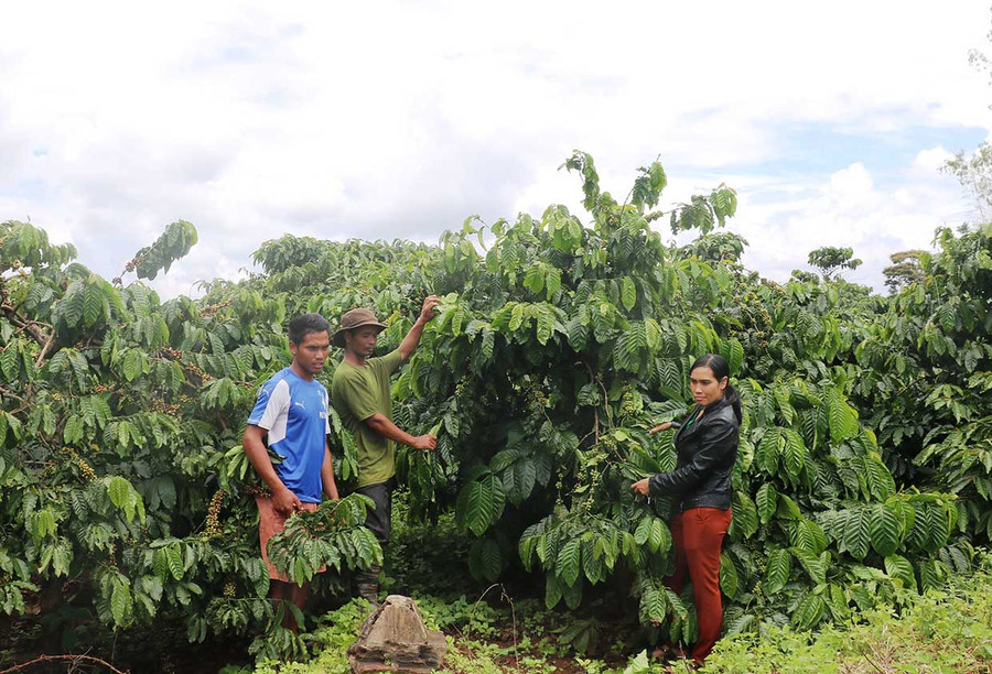 Mô hình trồng cà phê gây quỹ ở làng Dơk Rơng (xã Glar, huyện Đak Đoa). Ảnh: Anh Huy Mô hình trồng cà phê gây quỹ ở làng Dơk Rơng (xã Glar, huyện Đak Đoa). Ảnh: Anh Huy
