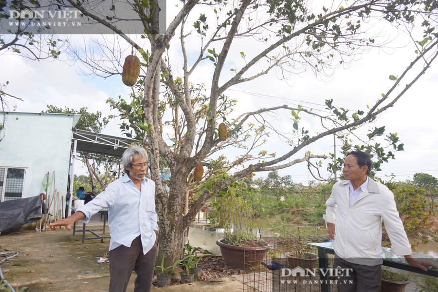 Sau bão lũ dồn dập, vườn cây ăn quả của ông Tám đã “hồi sinh” trở lại. Sau bão lũ dồn dập, vườn cây ăn quả của ông Tám đã “hồi sinh” trở lại.