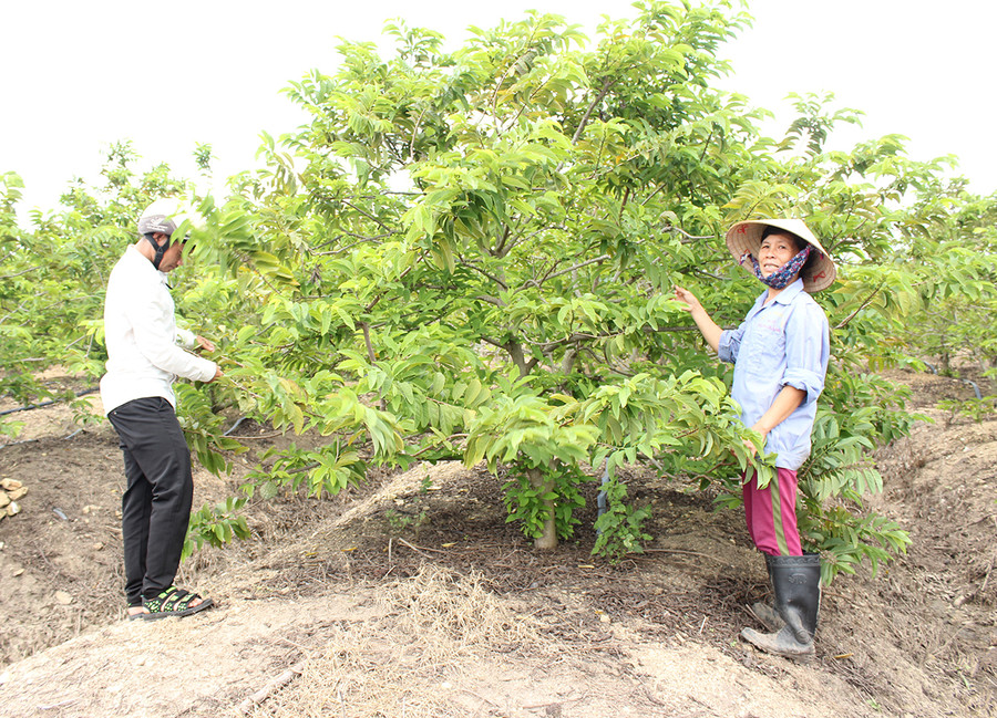 Vườn na Thái rộng 5 sào của bà Nguyễn Thị Lác (làng Tnang, xã Yang Trung). Ảnh: Nguyễn Diệp Vườn na thái rộng 5 sào của bà Nguyễn Thị Lác (làng Tnang, xã Yang Trung) . Ảnh: Nguyễn Diệp