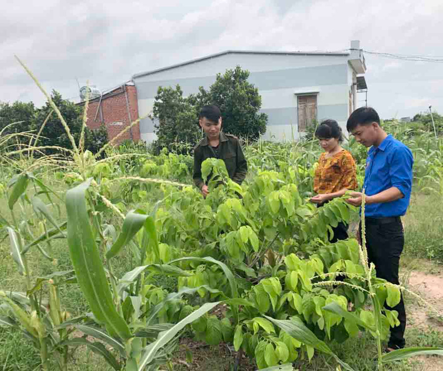 Đoàn viên, thanh niên tham quan mô hình trồng na dai của anh Vũ Văn Dũng (bìa trái; xã Ia Sol, huyện Phú Thiện). Ảnh: Vũ Chi Đoàn viên, thanh niên tham quan mô hình trồng na dai của anh Vũ Văn Dũng (bìa trái, xã Ia Sol, huyện Phú Thiện). Ảnh: Vũ Chi