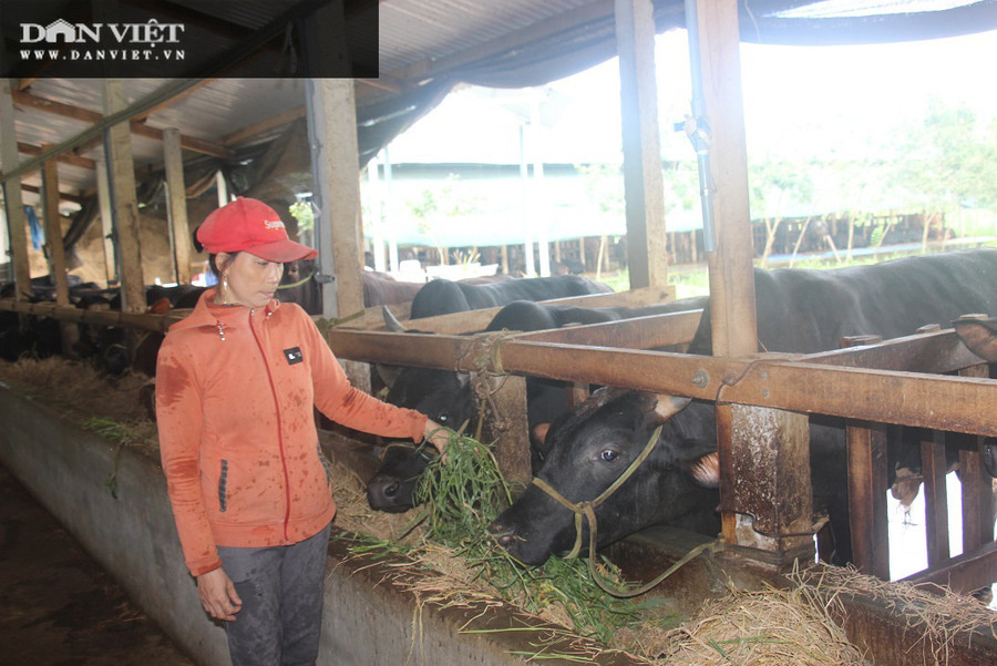 Đàn bò được cho ăn rơm, cỏ.  Đàn bò được cho ăn rơm, cỏ.