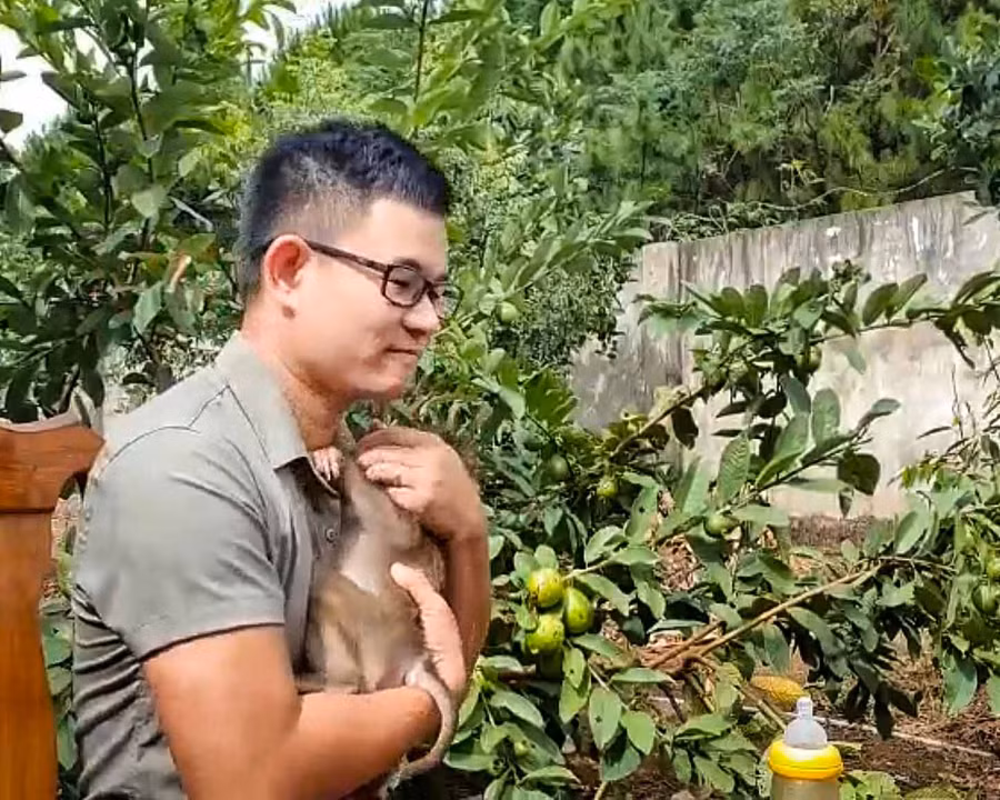 Những chú khỉ quấn quýt anh Vũ Văn Tuyền sau thời gian được anh chăm sóc. Ảnh: Hoàng Ngọc