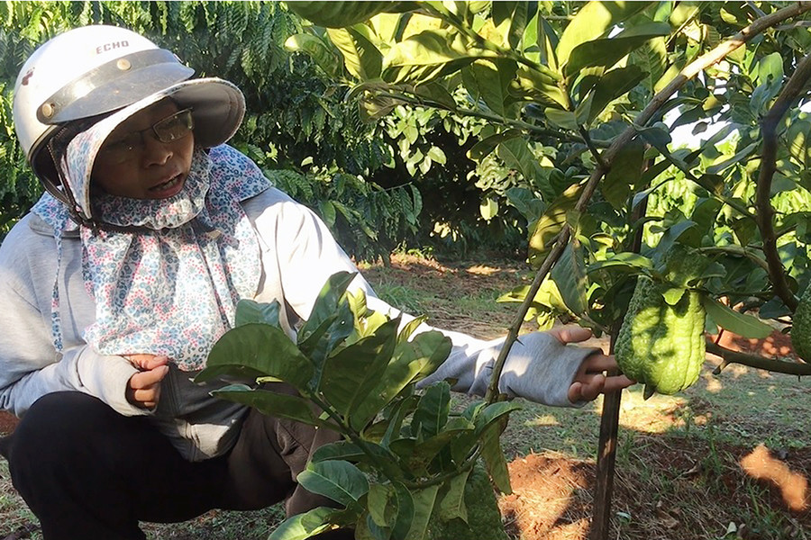 2 Phật thủ là cây trồng mới được chị Bùi Thị Mai đưa về trồng xen canh trong vườn cà phê. Ảnh: Lê nam