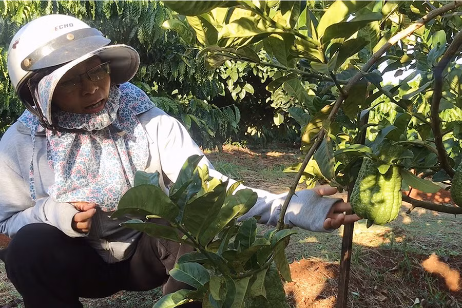 2 Phật thủ là cây trồng mới được chị Bùi Thị Mai đưa về trồng xen canh trong vườn cà phê. Ảnh: Lê nam