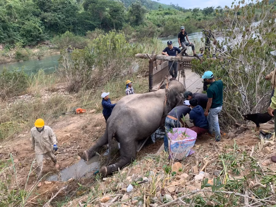 Gia đình anh Siu Kiêm dùng tời đưa voi lên xe công nông chở voi về chôn cất trong rẫy của gia đình