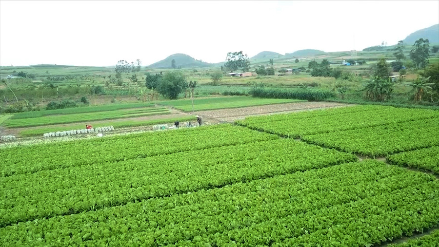 Nhiều nông dân trên địa bàn huyện Đak Pơ đã liên kết sản xuất rau an toàn theo chuỗi giá trị. Ảnh: Nguyễn Diệp Nhiều nông dân trên địa bàn huyện Đak Pơ đã liên kết sản xuất rau an toàn theo chuỗi giá trị. Ảnh: Nguyễn Diệp