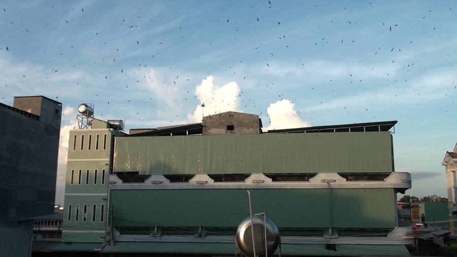 Hầu hết nhà nuôi chim yến ở Ayun Pa đều nằm trong khu dân cư. Ảnh: Hoành Sơn Khấm khá từ nuôi chim trời. Ảnh: Hoành Sơn