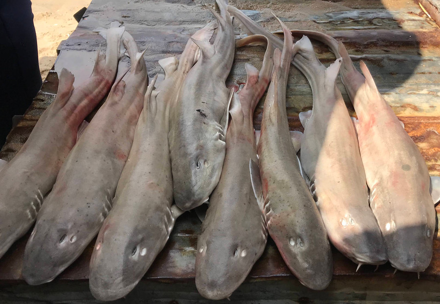 Cá nhám bày bán ở các chợ dân sinh ở Kiên Giang. Cá nhám bày bán ở các chợ dân sinh ở Kiên Giang.