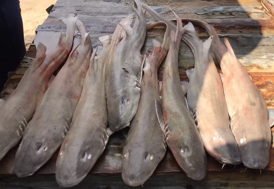 Cá nhám bày bán ở các chợ dân sinh ở Kiên Giang.