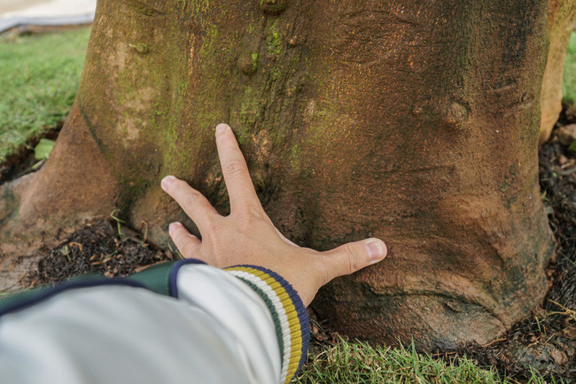 Gốc bưởi có đường kính khoảng 40cm, ghép hơn 100 quả bưởi Diễn, có giá bán 200 triệu đồng.