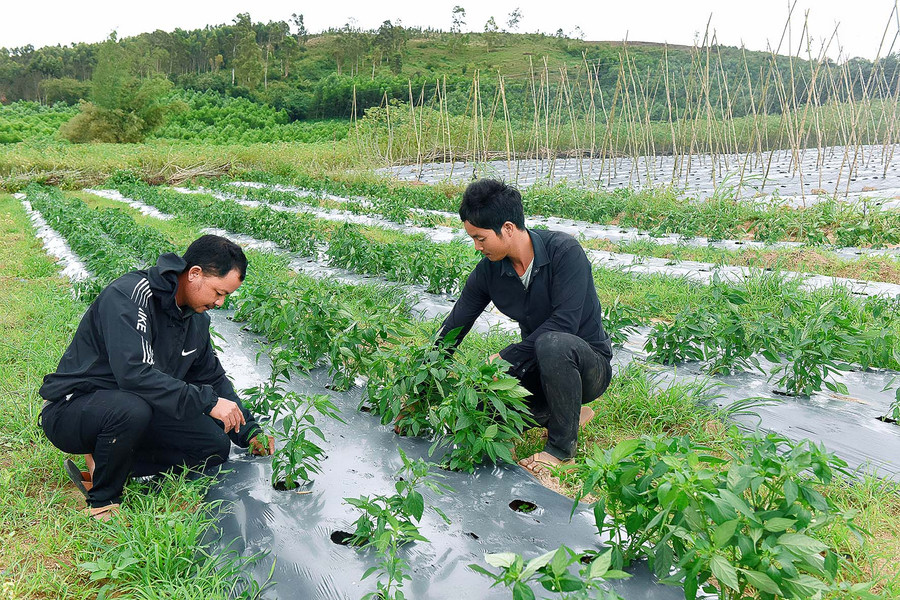 Vườn rau màu của gia đình Đinh Văn Linh Làng Jro Ktu, xã Yang Bắc, huyện Đak Pơ vẫn xanh mướt. Có được kết quả này là do gia đình anh Linh được hỗ trợ tưới nhỏ giọt đến tận gốc. 