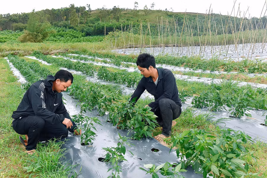 Vườn rau màu của gia đình Đinh Văn Linh Làng Jro Ktu, xã Yang Bắc, huyện Đak Pơ vẫn xanh mướt. Có được kết quả này là do gia đình anh Linh được hỗ trợ tưới nhỏ giọt đến tận gốc. 