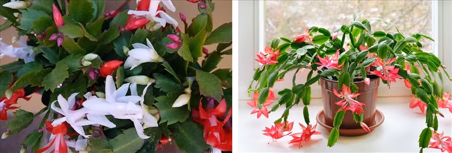 Hoa xương rồng Giáng sinh. (Đồ họa: Trang Thiều)