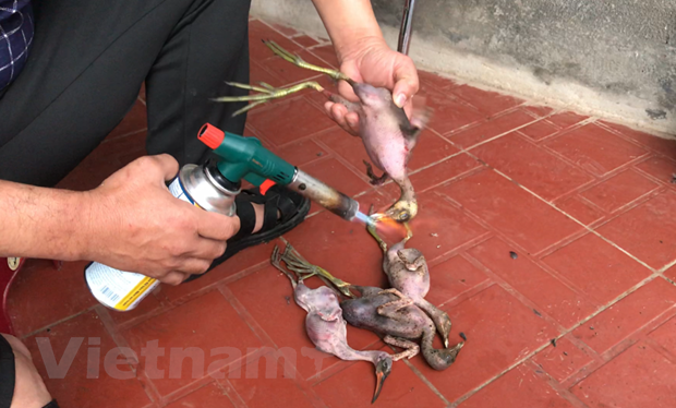 Những chú "chim trời" bị ông Viễn vặt lông, châm lửa thui sống. (Ảnh: PV/Vietnam+) Những chú