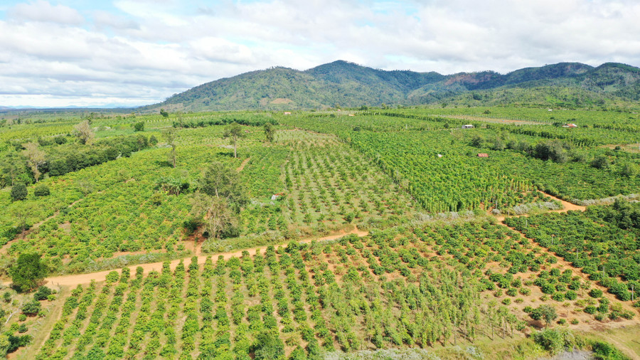 Tổ liên kết sản xuất các loại cây có múi theo tiêu chuẩn VietGAP tại xã Kon Gang hiện đã mở rộng diện tích lên gần 15 ha. Ảnh: Quang Tấn Tổ liên kết sản xuất các loại cây có múi theo tiêu chuẩn VietGAP hiện đã mở rộng diện tích lên gần 15 ha.jpg