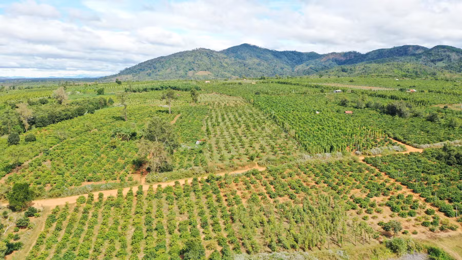 Tổ liên kết sản xuất các loại cây có múi theo tiêu chuẩn VietGAP hiện đã mở rộng diện tích lên gần 15 ha.jpg