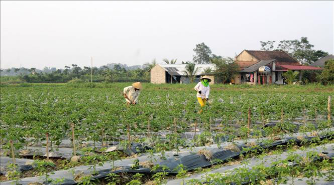 Ruộng cây ớt an toàn của anh Lê Văn Thôi, thôn 5, xã Xuân Sinh, huyện Thọ Xuân, tỉnh Thanh Hóa.