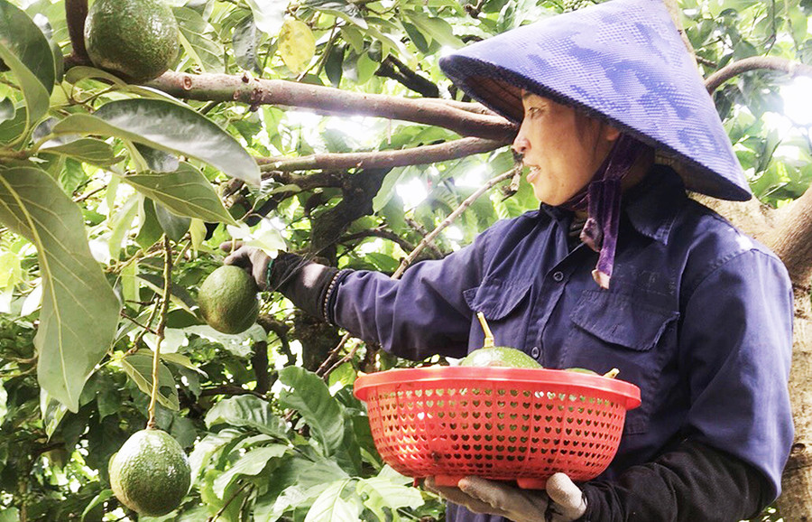 Chị Nguyễn Thị Dưỡng (thôn Tân Tiến, xã Trang, huyện Đak Đoa) thu hoạch bơ. Ảnh: Ngọc Sang