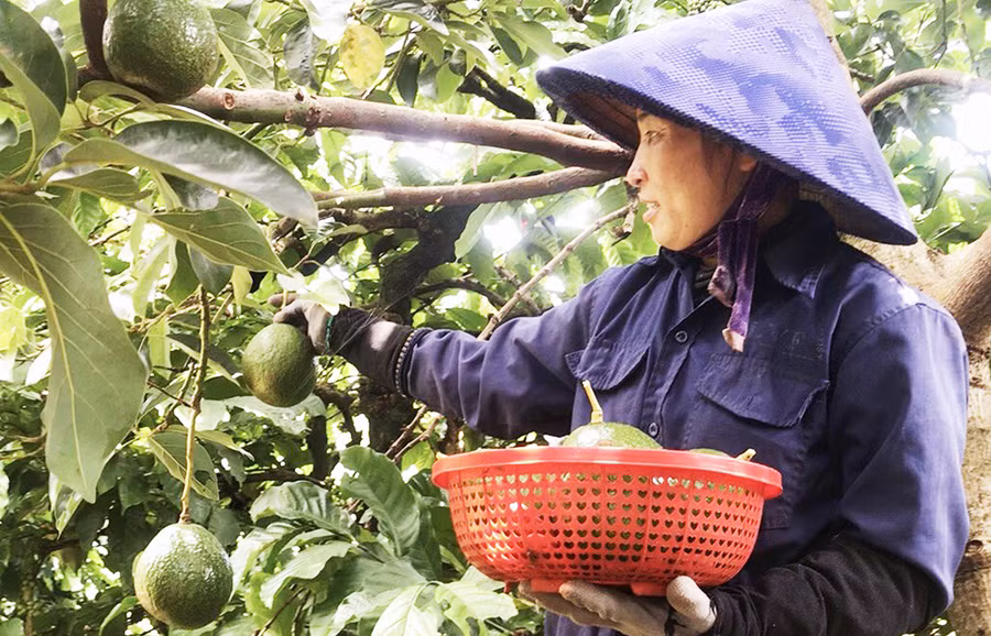 Chị Nguyễn Thị Dưỡng (thôn Tân Tiến, xã Trang, huyện Đak Đoa) thu hoạch bơ. Ảnh: Ngọc Sang