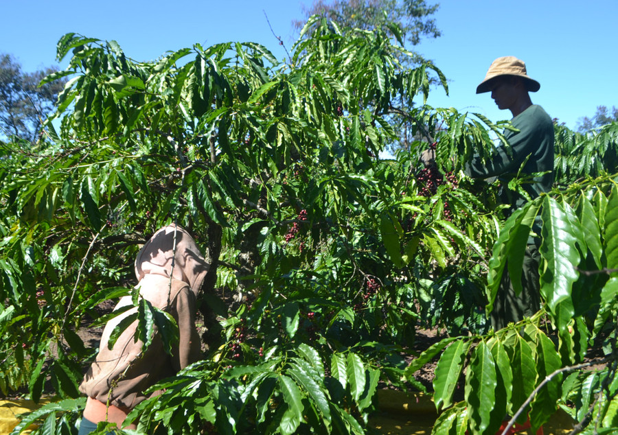Việc tìm nhân công hái cà phê năm nay gặp nhiều khó khăn. Ảnh: V.N