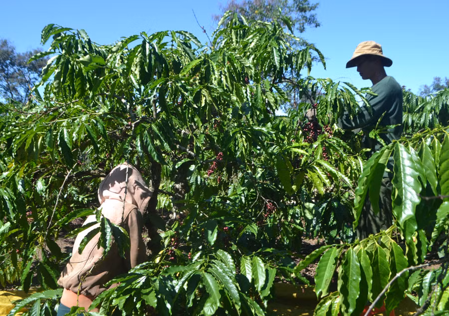 Việc tìm nhân công hái cà phê năm nay gặp nhiều khó khăn. Ảnh: V.N