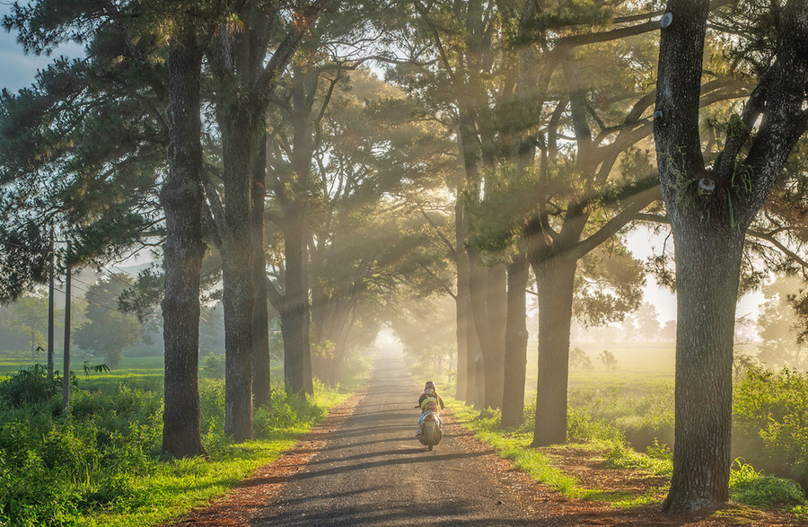 Hàng thông trăm tuổi ở “Biển Hồ chè”. Ảnh: Phan Nguyên