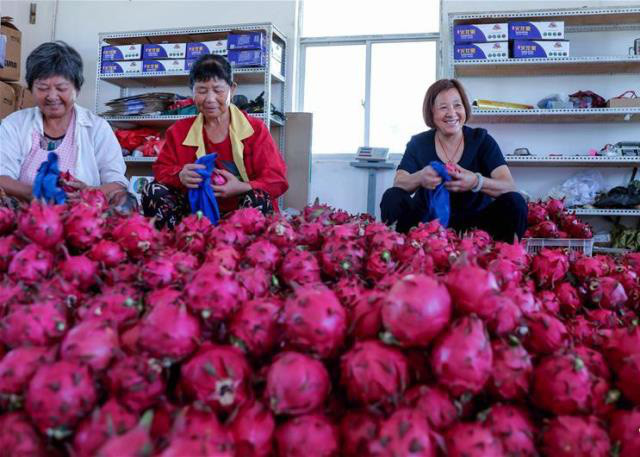 Nông dân Trung Quốc đóng gói thanh long vừa thu hoạch tại tỉnh Chiết Giang. Ảnh: Xinhua.  Nông dân Trung Quốc đóng gói thanh long vừa thu hoạch tại tỉnh Chiết Giang. Ảnh: Xinhua.