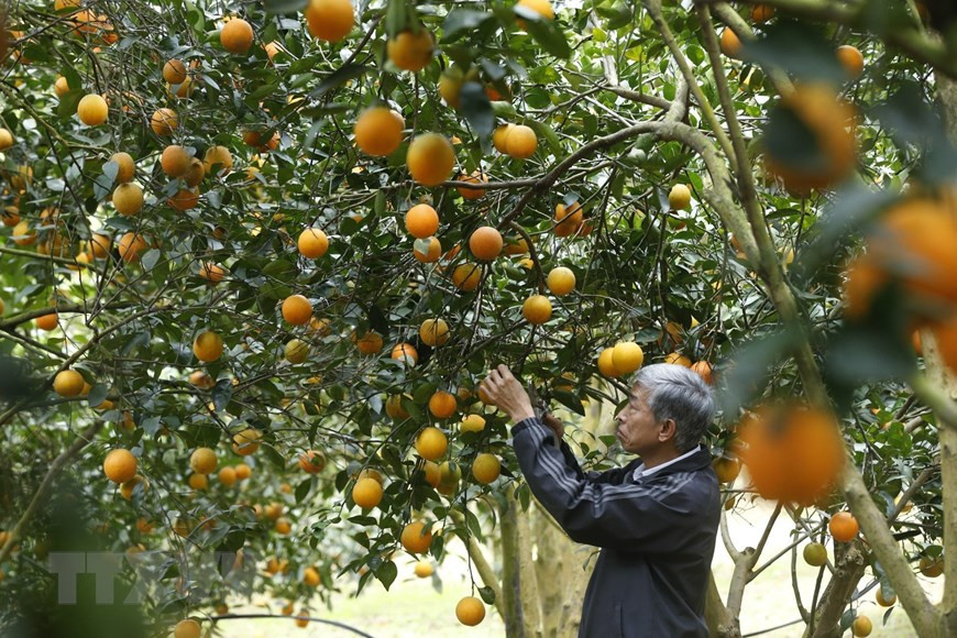 Cam Cao Phong đang vào mùa thu hoạch với những chùm quả vàng ươm trĩu cành. (Ảnh: Trọng Đạt/TTXVN)