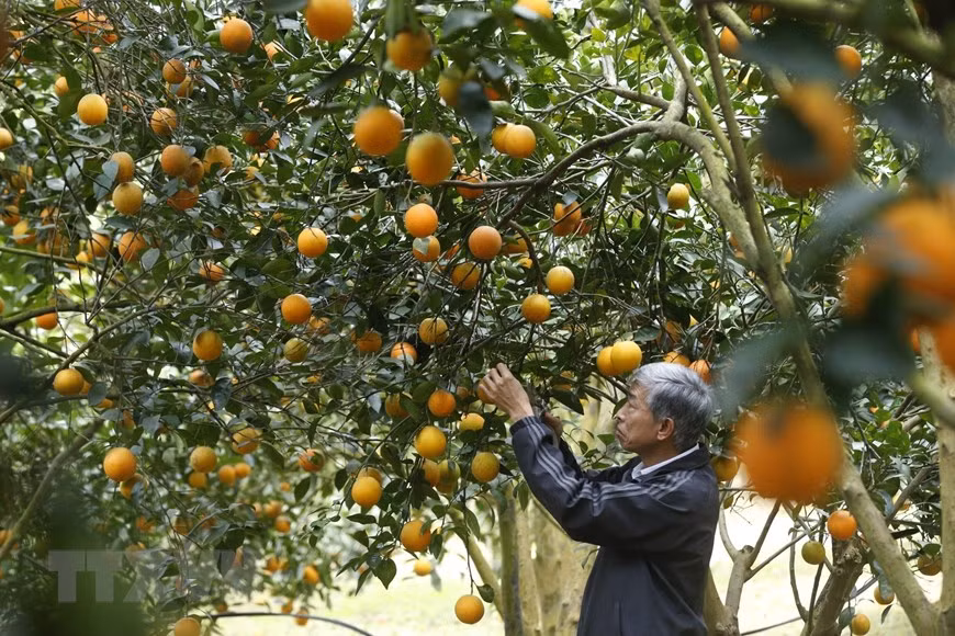 Cam Cao Phong đang vào mùa thu hoạch với những chùm quả vàng ươm trĩu cành. (Ảnh: Trọng Đạt/TTXVN)