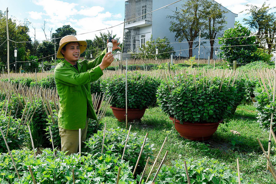 4.Anh Trình cho hay để hoa nở đúng dịp Tết và đạt chất lượng cao thì ban đêm cần thêm ánh sáng cho cây quang hợp. 