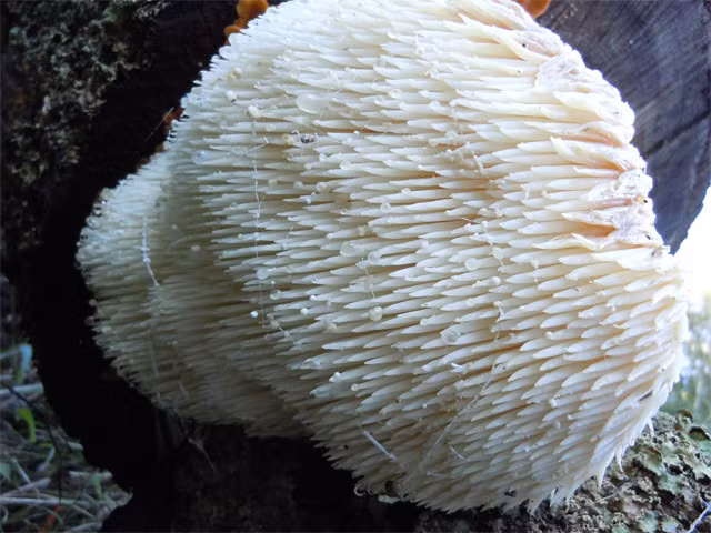 Nấm hầu thủ là loại nấm ôn đới, chỉ trồng được ở những vùng khí hậu mát mẻ, nhiệt độ thích hợp cho nấm sinh trưởng là 16-20 độ C, nhiệt độ cao nhất có thể trồng là 19-22 độ C. Hiện nay, loại nấm này được trồng nhiều ở Trung Quốc, Nhật Bản, Hàn Quốc.