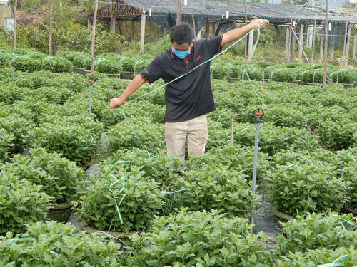 Một hộ trồng cúc ở làng hoa Vân Dương, TP Đà Nẵng tất bật chăm sóc cây để kịp vụ Tết. Ảnh: BÍCH VÂN