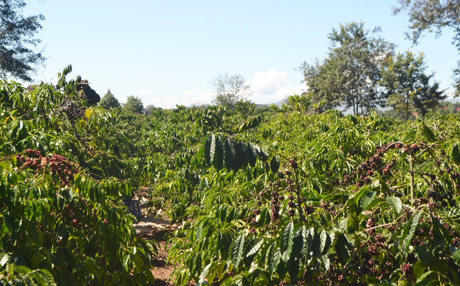 Nhiều vườn cà phê quả chín khô vẫn chưa thuê được người hái. Ảnh: V.N