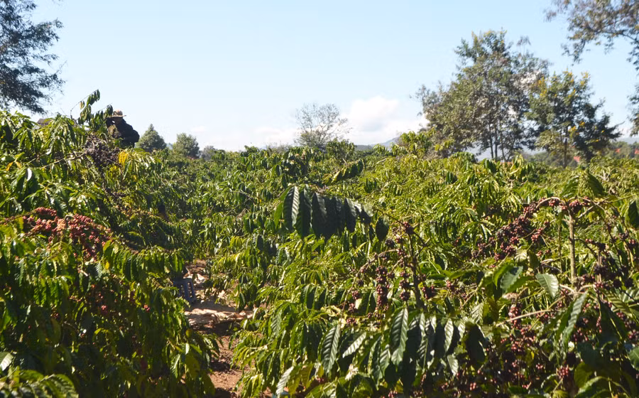 Nhiều vườn cà phê quả chín khô vẫn chưa thuê được người hái. Ảnh: V.N