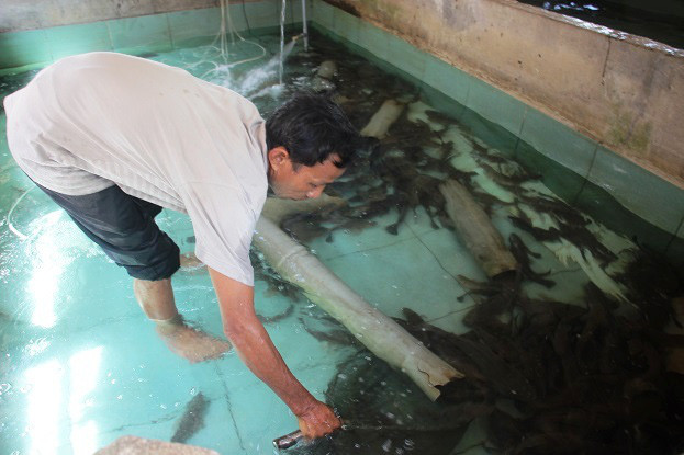 Nông dân Việt Nam xuất sắc Võ Tuấn Tú ở xã Mỹ Châu, huyện Phù Mỹ, tỉnh Bình Định giàu lên với nghề nuôi chình. Nông dân Việt Nam xuất sắc Võ Tuấn Tú ở xã Mỹ Châu, huyện Phù Mỹ, tỉnh Bình Định giàu lên với nghề nuôi chình.