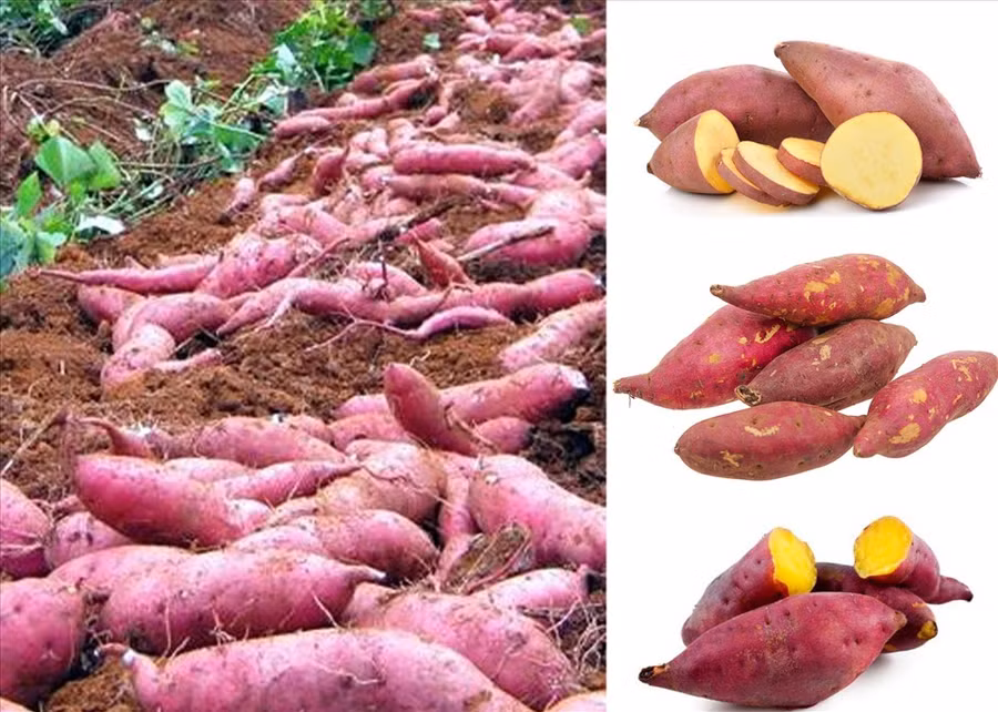 Ảnh minh họa khoai lang. Ảnh đồ họa: An Nhiên