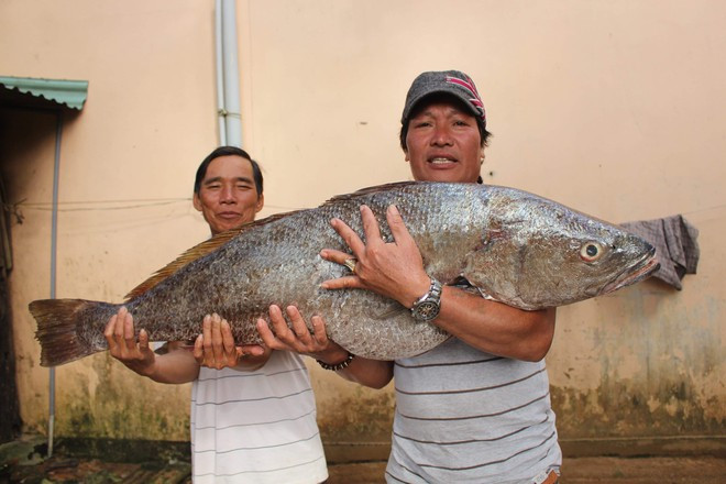 Con cá 18 kg hai ngư dân đánh lưới bắt được - Ảnh: M.Duyên