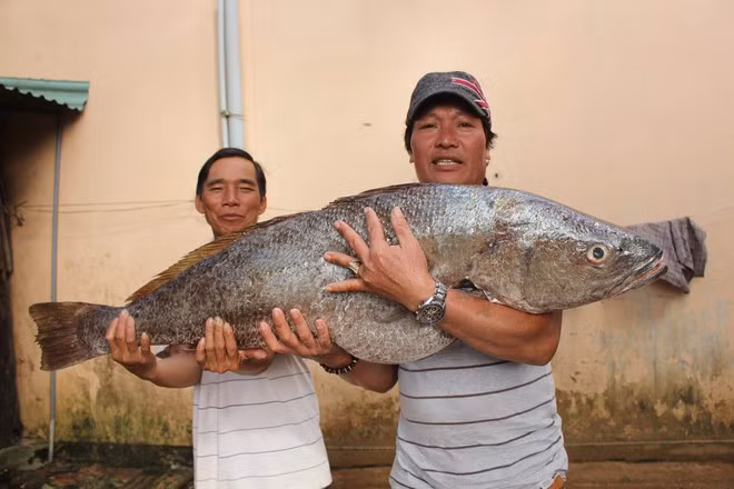 Con cá 18 kg hai ngư dân đánh lưới bắt được - Ảnh: M.Duyên