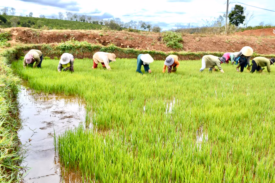 Người dân huyện Ia Grai chăm sóc lúa. Ảnh: Lê Nam