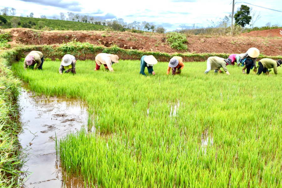 Người dân huyện Ia Grai chăm sóc lúa. Ảnh: Lê Nam Người dân huyện Ia Grai chăm sóc lúa. Ảnh: Lê Nam