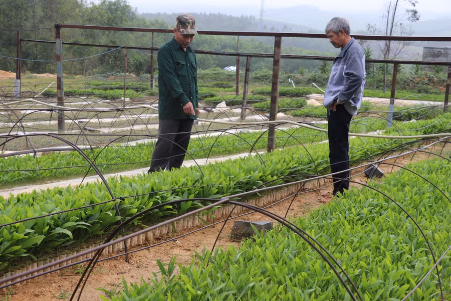 Thành viên Nông hội ươm cây lâm nghiệp Song An (xã Song An, thị xã An Khê) trao đổi kinh nghiệm, áp dụng kỹ thuật mới vào ươm cây lâm nghiệp. Ảnh: Ngọc Minh 