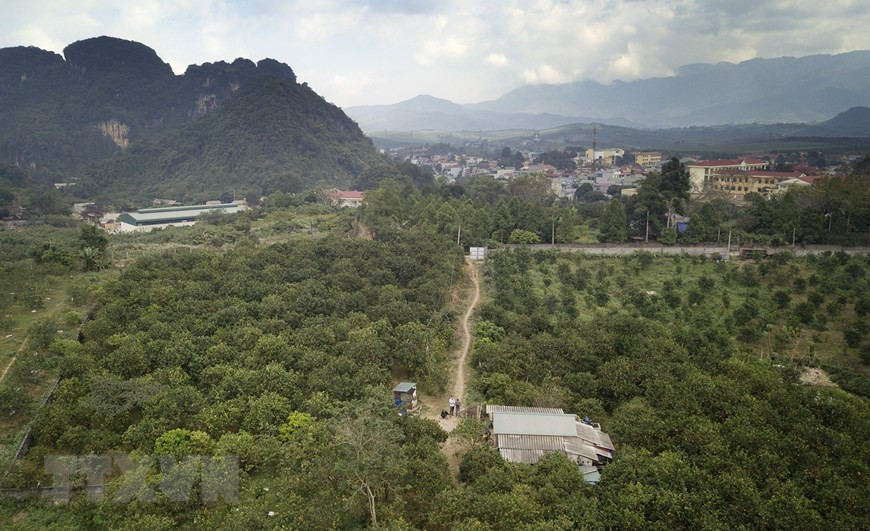 Những vườn cam mang thương hiệu Cam Cao Phong mang đến cho người dân nơi đây cơ hội phát triển kinh tế hiệu quả cao. (Ảnh: Trọng Đạt/TTXVN)