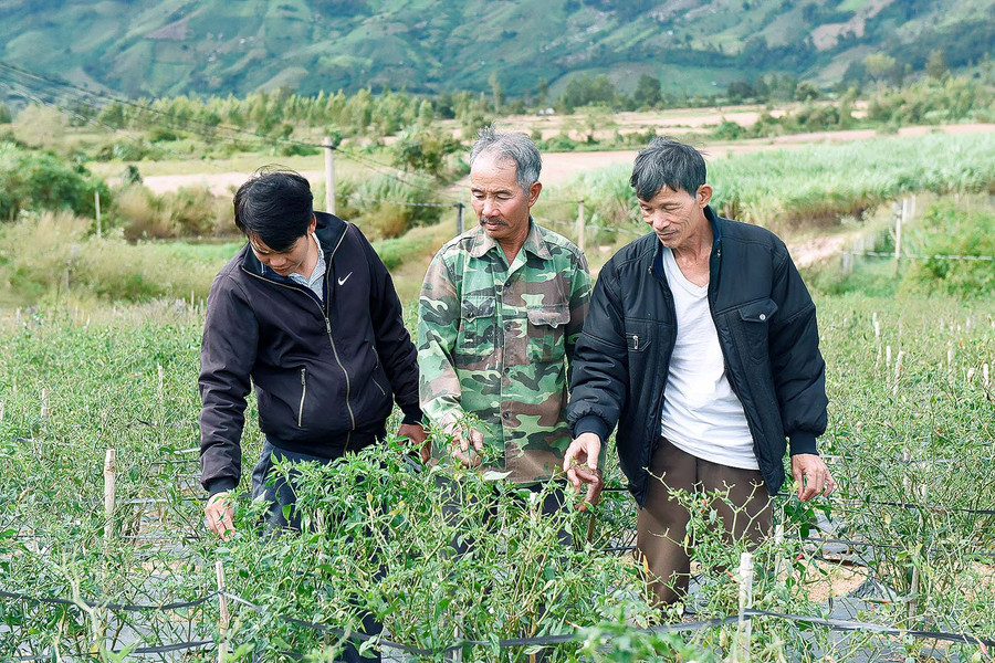 Dự án IDE được triển khai trên địa bàn huyện Đak Pơ từ năm 2018 và đến nay có 180 hộ dân ở 6/8 xã của huyện Đăk Pơ được hưởng lợi; trong đó, đồng bào dân tộc thiểu số chiếm hơn 50%. Dự án hỗ trợ hệ thống tưới nhỏ giọt cho mỗi hộ dân với giá trị khoảng 2,5 triệu đồng. 