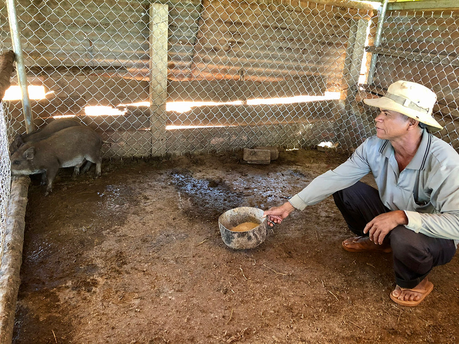 Ông Rơ Châm Hyur (xã Ia Mơ Nông, huyện Chư Păh) chăm sóc cặp heo vừa được hỗ trợ. Ảnh: Lê Nam Ông Rơ Châm Hyur (xã Ia Mơ Nông, huyện Chư Păh) chăm sóc cặp heo vừa được hỗ trợ. Ảnh: Lê Nam