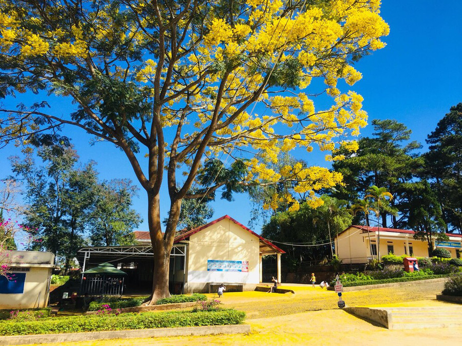 Sắc vàng rực rỡ của cây phượng dưới ánh nắng hanh hao của mùa đông.