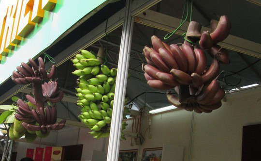 Chuối đỏ khi chưa chín có màu tím đẹp mắt, phù hợp để trưng bày, làm cảnh. Việc phát triển diện tích lớn để bán chuối ăn nên cân nhắc vì giá giống quá cao.  Chuối đỏ khi chưa chín có màu tím đẹp mắt, phù hợp để trưng bày, làm cảnh. Việc phát triển diện tích lớn để bán chuối ăn nên cân nhắc vì giá giống quá cao.