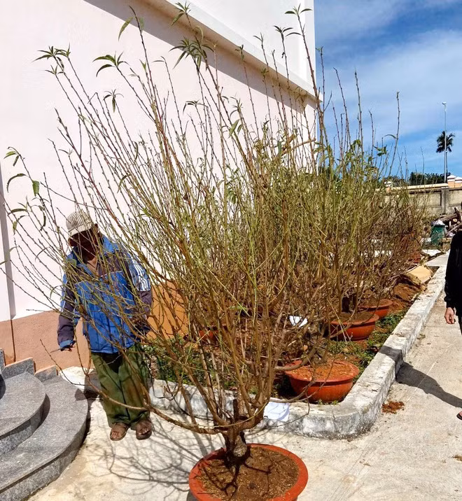  Số cây đào, tang vật vụ trộm được công an thu giữ - Ảnh: Trùng Dương