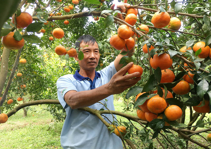 Ông Nguyễn Duy Đô-Tổ trưởng tổ liên kết sản xuất các loại cây có múi xã Kon Gang chăm sóc vườn cam của gia đình. Ảnh: Quang Tấn Ông Nguyễn Duy Đô-Tổ trưởng tổ liên kết sản xuất cây có múi xã Kon Gang chăm sóc vườn cam của gia đình. Ảnh: Quang Tấn
