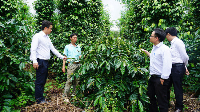 Mô hình trồng cà phê xen canh hiệu quả tại xã Hơ Moong, huyện Sa Thầy. Ảnh: P.V